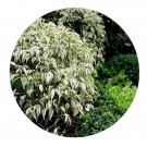 DwarfGiantFarm 200Pcs A Set Ficus benjamina Seed