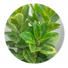DwarfGiantFarm 200Pcs A Set Ficus elastica schryveriana Seed