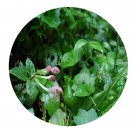 DwarfGiantFarm 200Pcs A Set Meehania henryi Seed