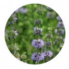 DwarfGiantFarm 200Pcs A Set Mentha pulegium Seed