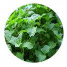 DwarfGiantFarm 200Pcs A Set Mentha spicata Seed