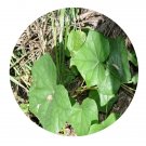 DwarfGiantFarm 200Pcs A Set Menispermum dauricum DC Seed