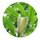 DwarfGiantFarm 200Pcs A Set Magnolia officinalis Rehd et Wils Seed