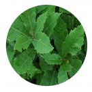 DwarfGiantFarm 200Pcs A Set Quercus serrata Seed