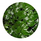 DwarfGiantFarm 200Pcs A Set Radermachera sinica Seed