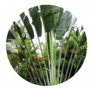 DwarfGiantFarm 200Pcs A Set Ravenala madagascariensis Seed