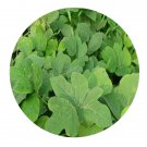 DwarfGiantFarm 200Pcs A Set Puerarialobata Seed