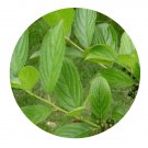 DwarfGiantFarm 200Pcs A Set Rhamnus utilis Seed