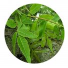 DwarfGiantFarm 200Pcs A Set Ruta graveolens Seed
