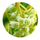 DwarfGiantFarm 200Pcs A Set Cuscuta australis Seed