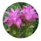 DwarfGiantFarm 200Pcs A Set Curcuma kwangsiensis Seed