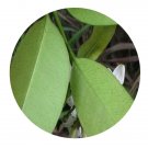 DwarfGiantFarm 200Pcs A Set Melodinus suaveolens Champ Seed