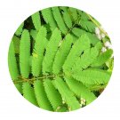 DwarfGiantFarm 200Pcs A Set Mimosa invisa Mart Seed