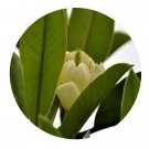 DwarfGiantFarm 200Pcs A Set Michelia calcicola Seed
