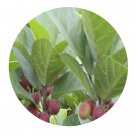 DwarfGiantFarm 200Pcs A Set Moraceae Seed