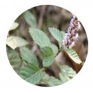 DwarfGiantFarm 200Pcs A Set Mesona chinensis Seed
