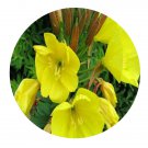 DwarfGiantFarm 200Pcs A Set Oenothera odorata Seed