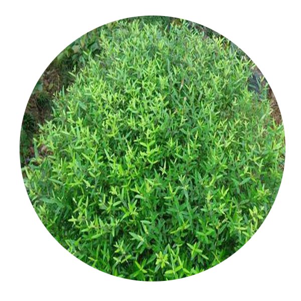 DwarfGiantFarm 200Pcs A Set Olea cuspidata Seed