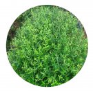 DwarfGiantFarm 200Pcs A Set Olea cuspidata Seed