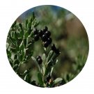 DwarfGiantFarm 200Pcs A Set Nitraria sibirica Pall Seed