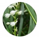 DwarfGiantFarm 200Pcs A Set Ophiopogon jaburan Seed
