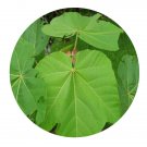 DwarfGiantFarm 200Pcs A Set Ochroma pyramidale Seed