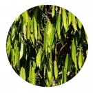 DwarfGiantFarm 200Pcs A Set Myristicaceae Myristicaceae Seed