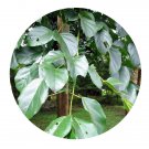 DwarfGiantFarm 200Pcs A Set Oroxylum indicum Seed