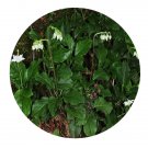DwarfGiantFarm 200Pcs A Set Orthilia secunda Seed