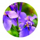 DwarfGiantFarm 200Pcs A Set Orychophragmus violaceus Seed