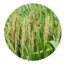 DwarfGiantFarm 200Pcs A Set Oryza rufipogon Seed