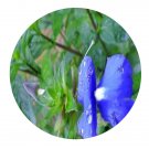 DwarfGiantFarm 200Pcs A Set otacanthus caeruleus Seed