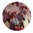 DwarfGiantFarm 200Pcs A Set Oxalia hedysaroides Rubra Seed