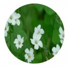 DwarfGiantFarm 200Pcs A Set Oxalis acetosella Seed