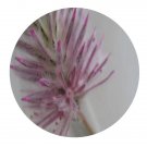 DwarfGiantFarm 200Pcs A Set Ptilotus exaltatus Seed