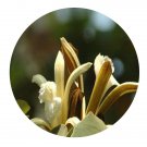 DwarfGiantFarm 200Pcs A Set Pterospermum acerifolium Seed