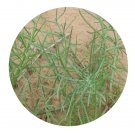 DwarfGiantFarm 200Pcs A Set Pugionium cornutum Seed