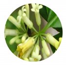 DwarfGiantFarm 200Pcs A Set Pittosporum balansae DC. Seed