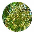 DwarfGiantFarm 200Pcs A Set Pistacia chinensis Seed