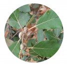 DwarfGiantFarm 200Pcs A Set Quercus franchetii Seed