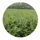 DwarfGiantFarm 200Pcs A Set Reynoutria japonica Seed