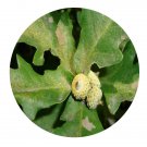 DwarfGiantFarm 200Pcs A Set Quecus mongolica Seed