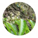 DwarfGiantFarm 200Pcs A Set prunus phaeosticta maxim Seed