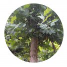 DwarfGiantFarm 200Pcs A Set Populus bolleana Lauche Seed
