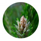 DwarfGiantFarm 200Pcs A Set pinus yunnanensis faranch Seed