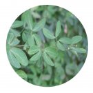 DwarfGiantFarm 200Pcs A Set Pithecellobium dulce Seed