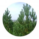 DwarfGiantFarm 200Pcs A Set pinus sylvestnis var. mongolica Seed