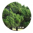 DwarfGiantFarm 200Pcs A Set Pinus taeda Seed