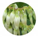 DwarfGiantFarm 200Pcs A Set Pieris swinhoei Hemsl Seed
