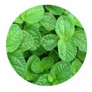 DwarfGiantFarm 200Pcs A Set Pilea nummulariifollia Seed